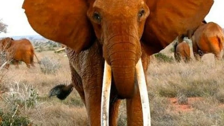 Afrika'nın en büyük tusker cinsi dişi fili olduğuna inanılan 'Dida' öldü