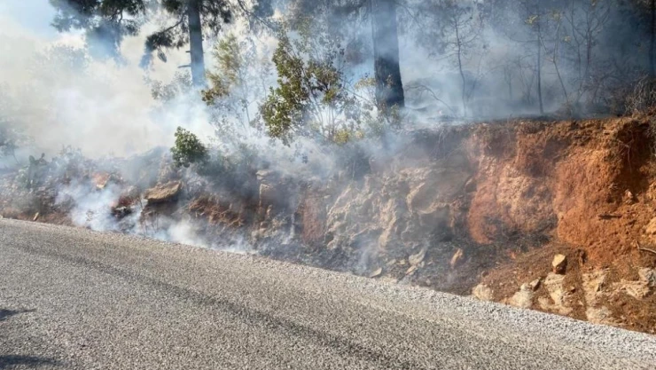 Alanya'da orman yangını