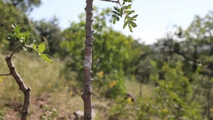 Ali Dağı'ndaki bitki çeşitliliğini zenginleştiriyor