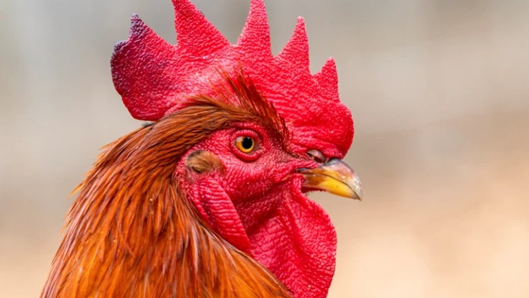 Almanya'da günde yaklaşık 200 kere öten horoz mahkemeye verildi