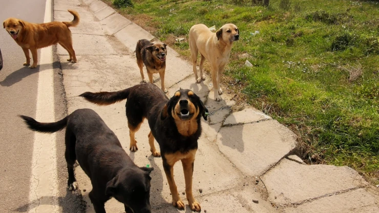Başakşehir'de sokak köpeklerinin bir adamı kovaladığı anlar kamerada