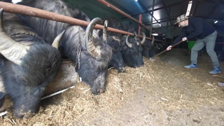 Bilgisayar mühendisinin manda tutkusu