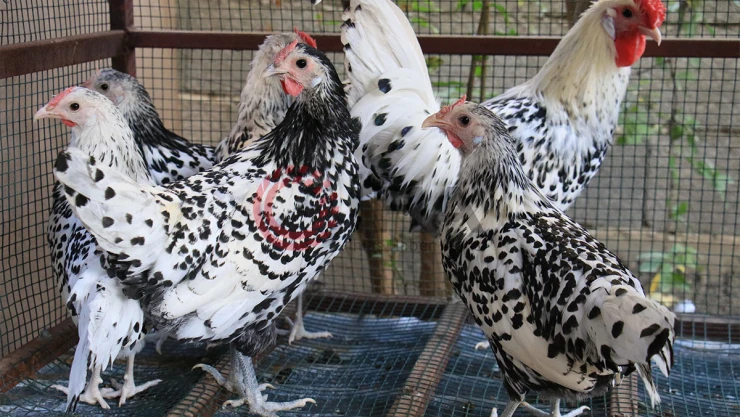 Bu tavukların yumurtası yurt içinde 80, yurt dışında 150 lira