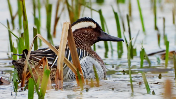 Bu yılın ilk ördeği Hersek Lagününde