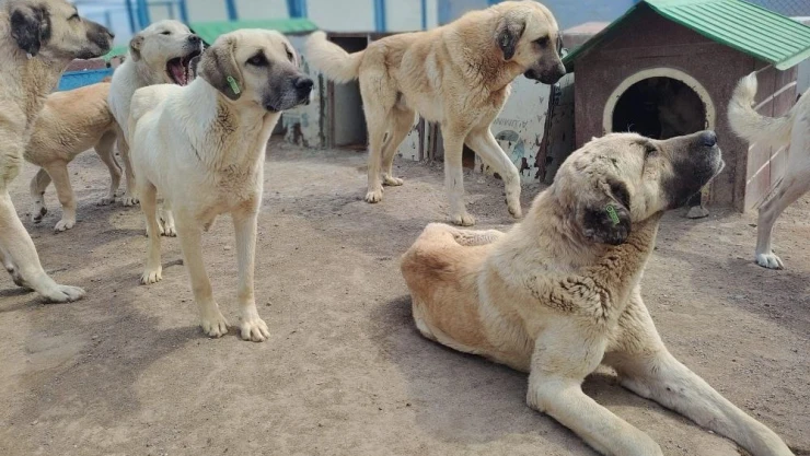 Büyükşehir Geçici Köpek Bakım Evi, depremzede hayvanlara ev sahipliği yapıyor