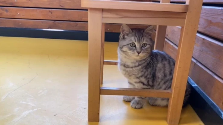 Büyükşehir'in Engelsiz Yaşam Merkezi'nin yeni üyesi 'Şeker'