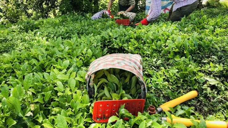 Çay Fiyatlarına Üçüncü Zam Geldi: Çaykur'dan %4,5 Oranında Yeni Zam!