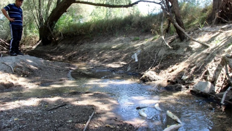 DSİ kapakları kapattı balıklar öldü