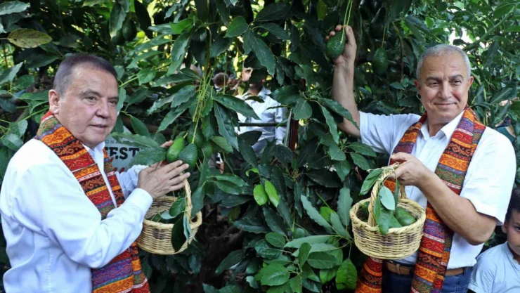 Foodfest Antalya Uluslararası Gastronomi Festivali kapsamında avokado ve mango hasadı yapıldı