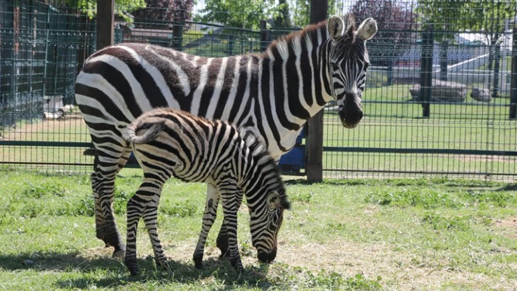 Hayvanat Bahçesi'nde yeni doğan zebra ilgi odağı oldu