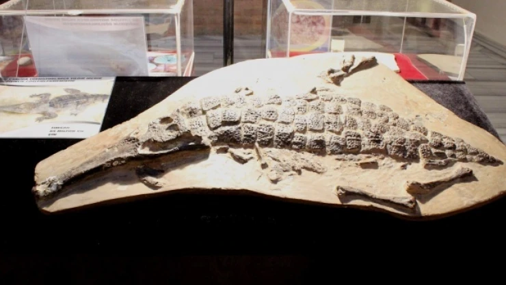 İmam hatip lisesi öğrencileri 20 milyon yıl öncesine ışık tuttu