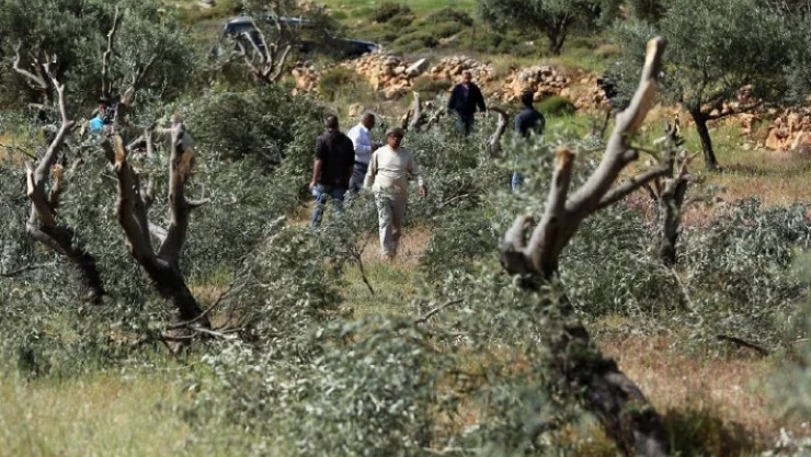 İsrail işgal güçleri 100 yıllık zeytin ağaçlarını söktü.