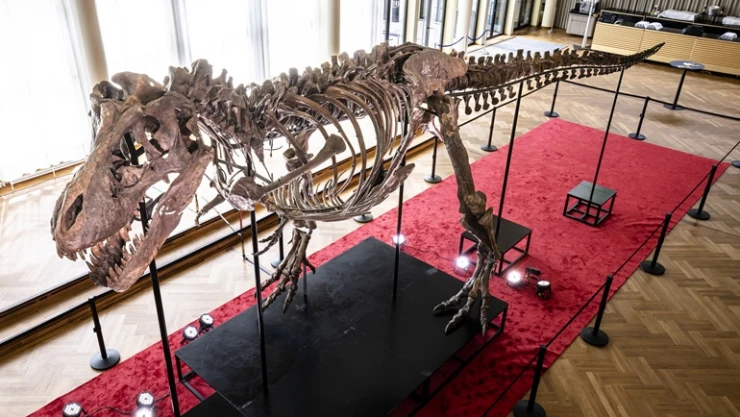 İsviçre'de dev dinozor iskeleti açık artırmaya çıkarılacak