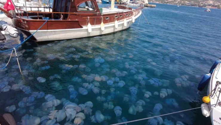 İzmir Foça'da denizanası istilası