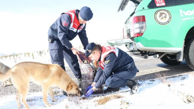 Jandarma ekipleri selde zarar gören sokak köpeklerini yalnız bırakmadı