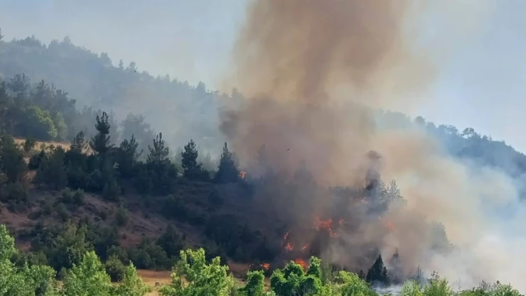 Kahramanmaraş'ta orman yangını