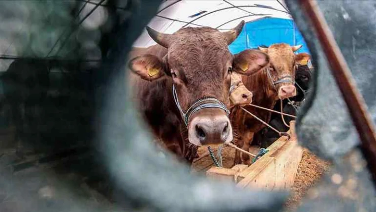 Kayseri'de 6 mahallede şap karantinası