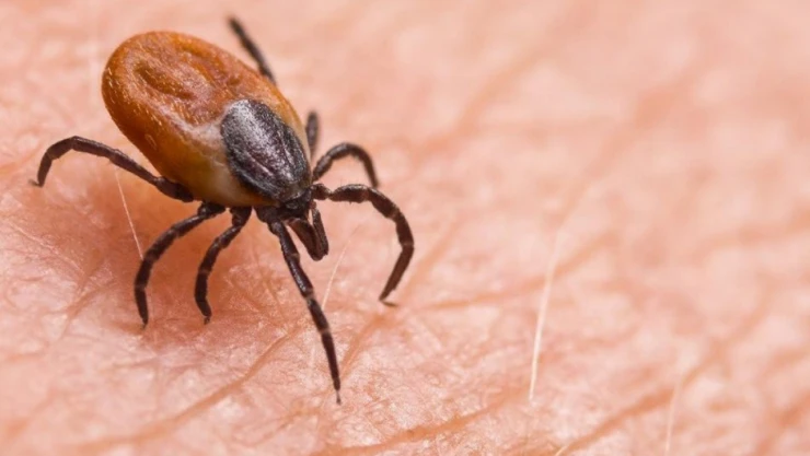 Kene vakalarında can kaybı artıyor: İşte ölü sayısı..