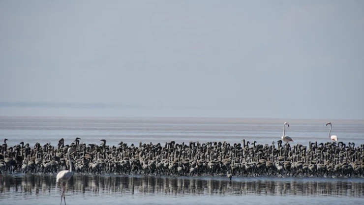 Kuluçkadan çıkan binlerce yavru flamingo havadan görüntülendi