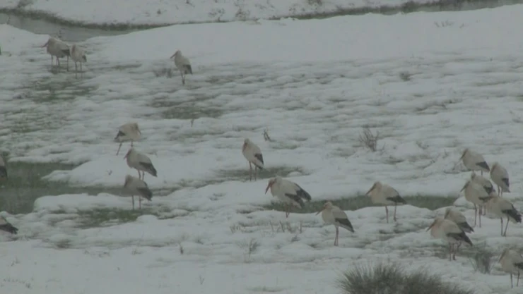Leylekler kara yakalandı