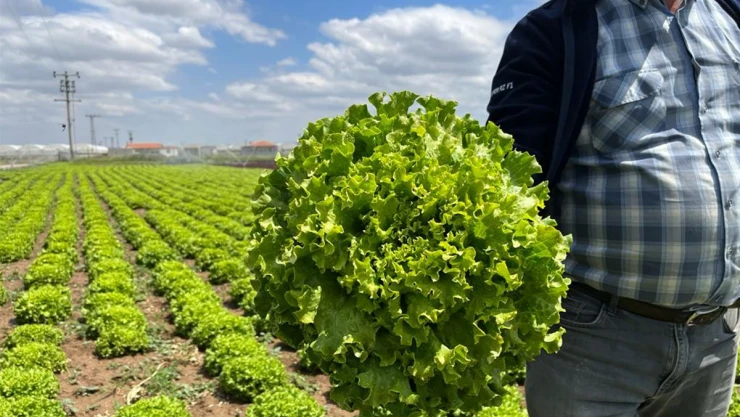 Marulda tarla ile market arasındaki fiyat farkı 3,4 katı aştı
