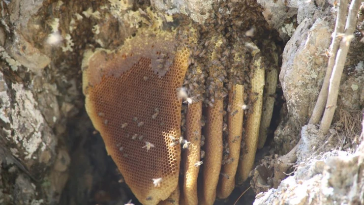 Norveç'e kilosu 2 bin 500 TL'den kaya balı