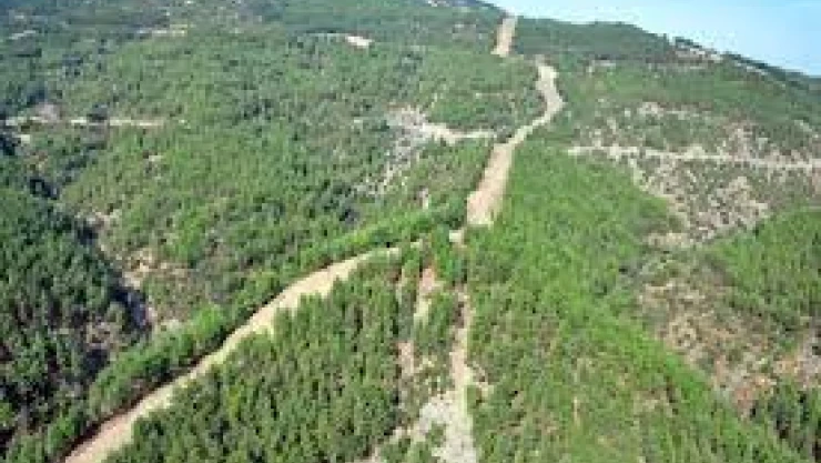 Ormanlara giriş yasaklandı