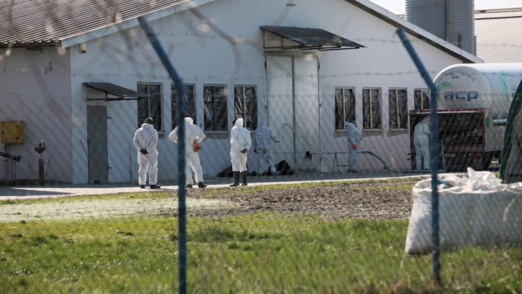 Polonya'da kuş gribi alarmı
