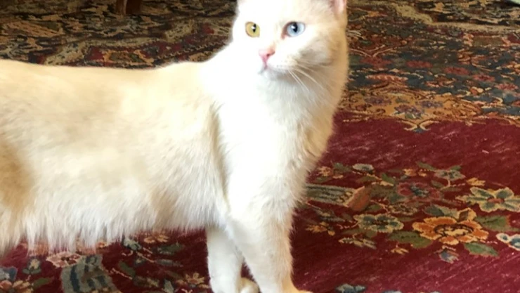 Tahran'da canlı kedi müzesi büyük ilgi görüyor