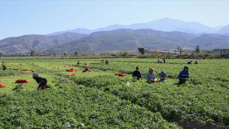 Tarım işçilerinin günlük ücretleri 2022 yılında yüzde 87,1 arttı
