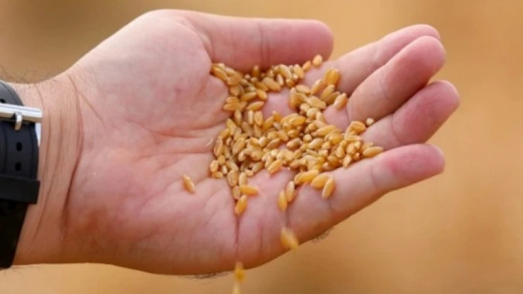 TMO: 'Hububat alımlarımız yoğun şekilde devam ediyor'