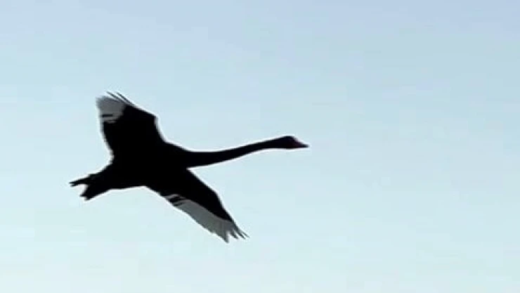Türkiye'de üçüncü kez görüldü