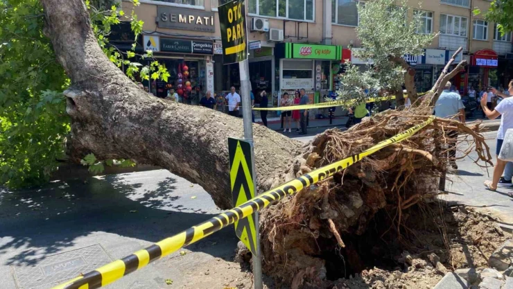 Üsküdar'da asırlık çınar ağacının caddeye devrilmesi kameraya yansıdı