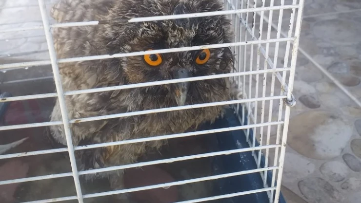 Yaralı kuşlar tedavi ediliyor