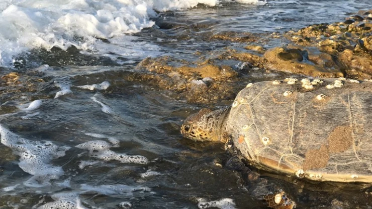 Yavru kaplumbağalar denizle buluşacak