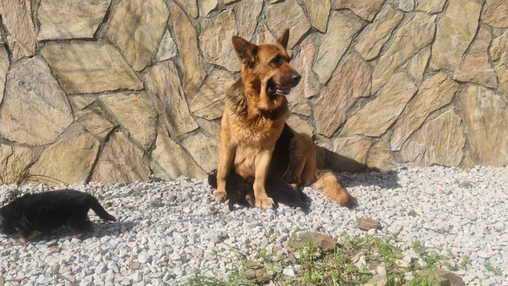 Yavrularını yiyen K-9 köpeği tedavi edildi