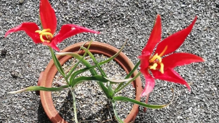 Yitik lale'yi arıyor, en son 1896 yılında görüldü