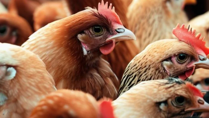 Japon bilim adamları yapay zekayla tavuk gıdaklamasını tercüme ettiklerini iddia etti