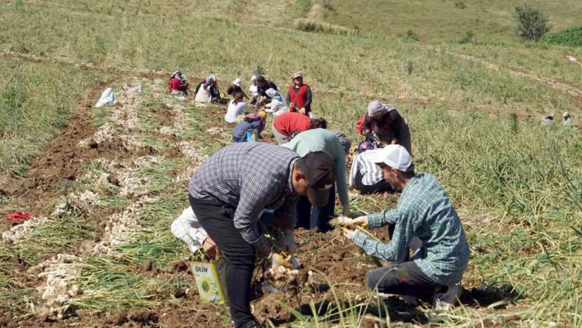 Kastamonu'da kene vakalarında hasat artışı