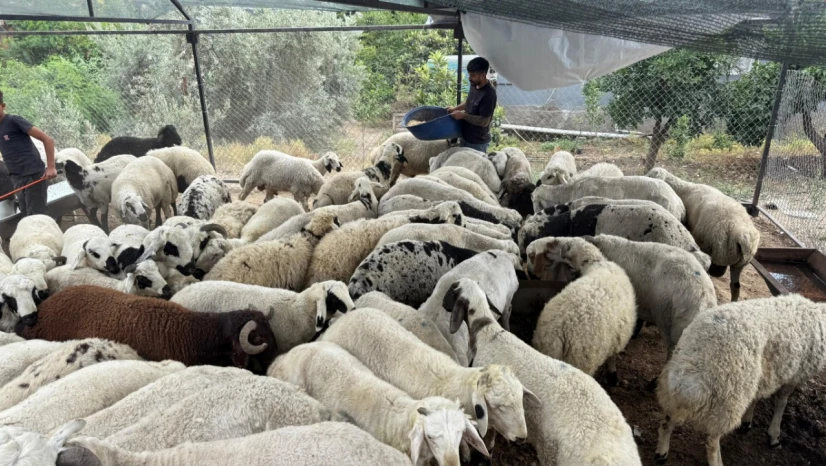 Kurbanlıklara dikkat: Yeme karıştırılan tuz ve sumak koyunları şişkin gösteriyor