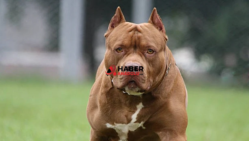 Pitbull mahkemede silah saydı