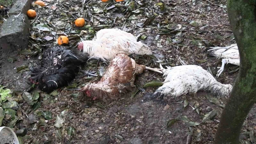Sokak köpekleri kümeste katliam yaptı