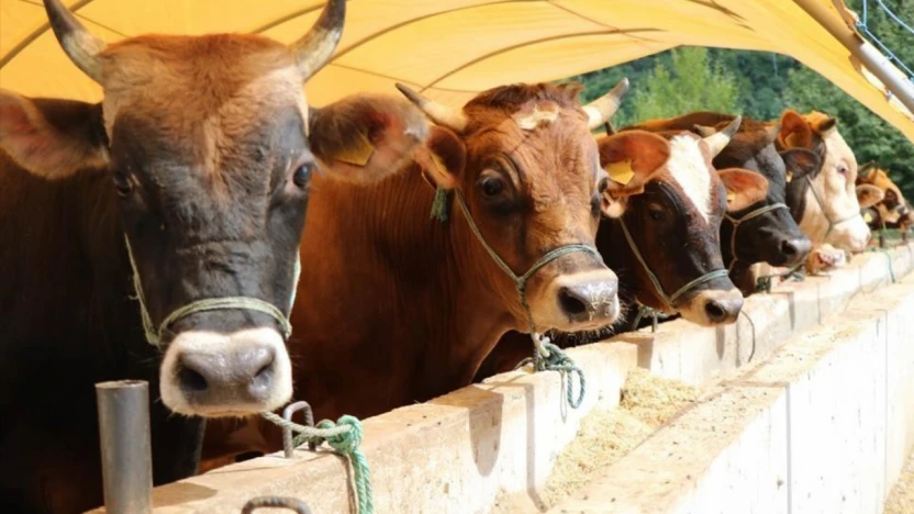 Kurbanlık seçerken dikkatli olun uyarısı