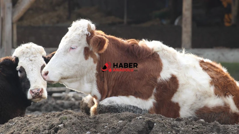 Şap salgını nedeniyle 'ulusal afet hali' ilan edildi