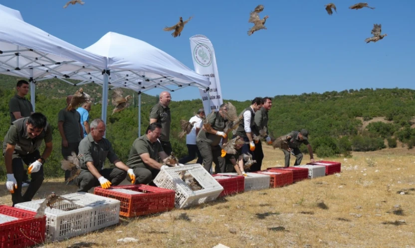 1 milyona yakın keklik doğaya salındı