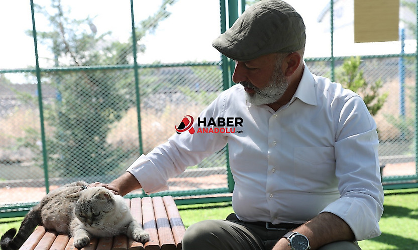 Küçük Dostlar Kedi Kasabası ziyaretçilerin ilgi odağı oldu